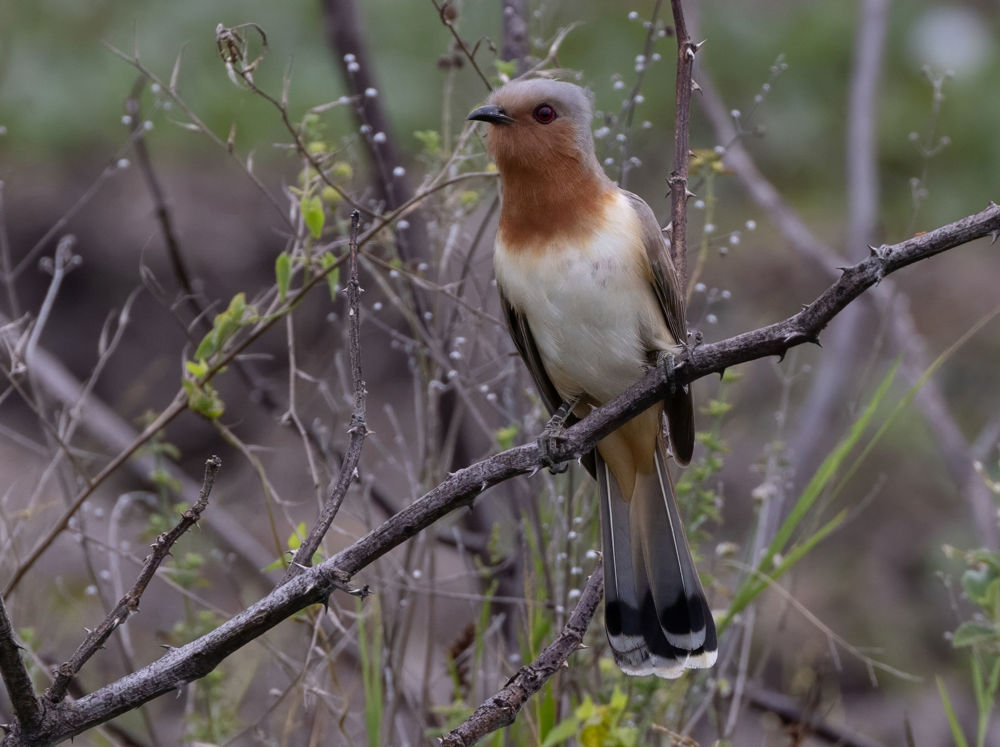 Dwarf Cuckoo, Photo: D. Ascanio.
